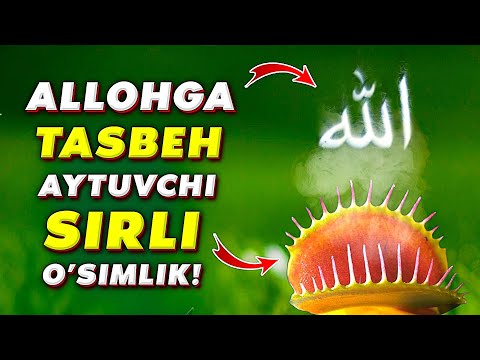 Видео: Аллоҳ ўсимликларга яширган мўжизавий сир!