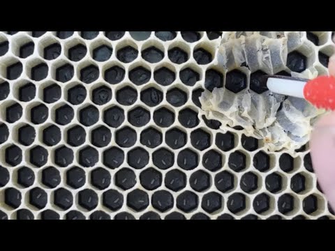 Видео: Выращивание маток — от прививки до инкубации