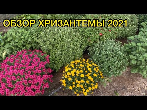 Видео: Обзор хризантемы 2021  +Еще один способ продаж