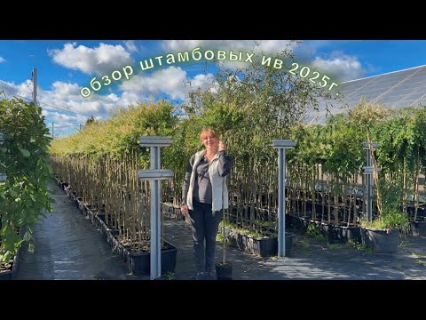 Видео: Обзор коллекции штамбовых ив 2025г. Русская ива.
