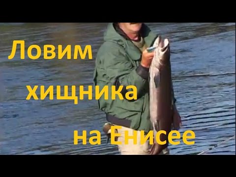 Видео: Диалоги о рыбалке - 202 - Сибирская рыбалка на Енисее.