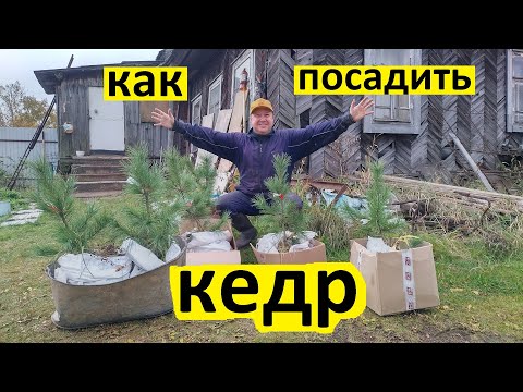 Видео: Как посадить кедр. Как посадить сосну сибирскую кедровую или сибирский кедр на тропу здоровья.