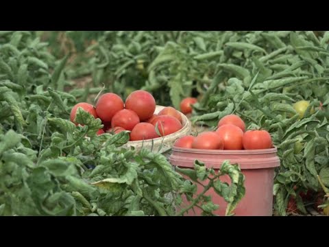 Видео: Түркістан облысында 114 мың гектар тамшылатып суарылады