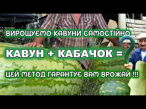 Видео: Незвичайний спосіб вирощування кавунів. Кавун + лагенарія