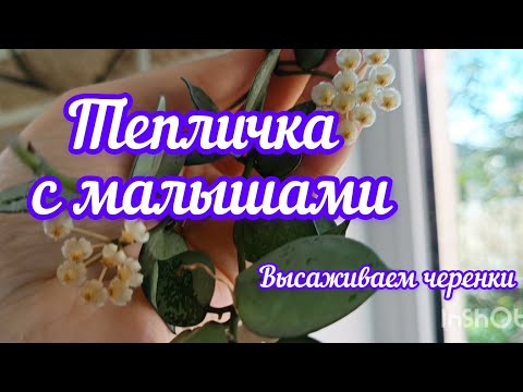 Видео: тепличка с малышами// укореняем черенки хойи