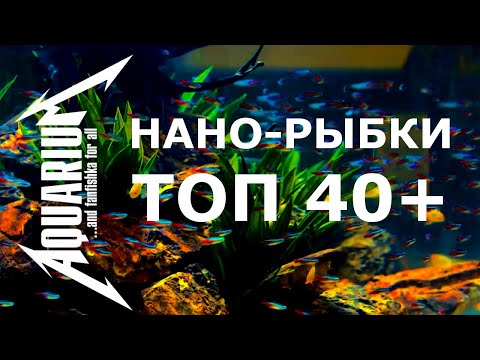 Видео: Самые маленькие аквариумные рыбки ТОП 40+