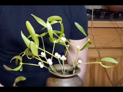 Видео: Как вырастить омелу...