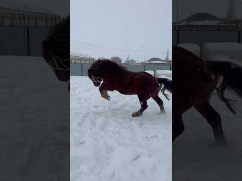 Видео: “Майбах” ойнап жүр #айғыр #тяжеловоз #жеребец #жылқыныбаптау #жылқы #жылқынытезсемірту