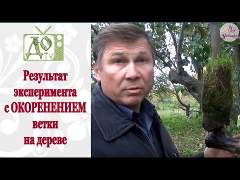 Видео: Как получить КОРНИ на ветке, не срезая ее с дерева. Результат ЭКСПЕРИМЕНТА