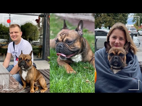 Видео: Французские бульдоги: Плюсы и Минусы Содержания Породы