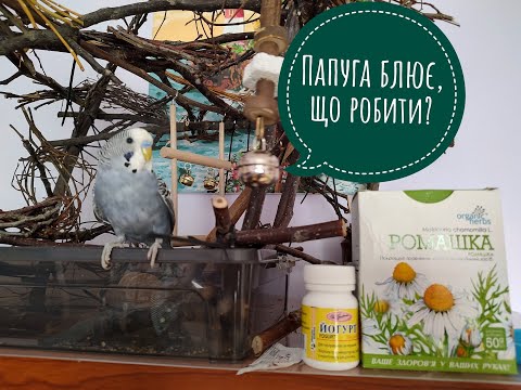Видео: Рвота у волнистого попугая. Что делать? Попугай блюет зерном. Что помогло вылечить нашего попугая.