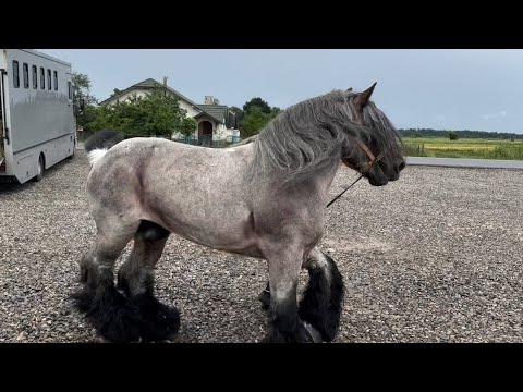 Видео: Вигружаєм жеребця, бельгійські ваговози,0981073121. #жеребецьнапаровку #brabansone