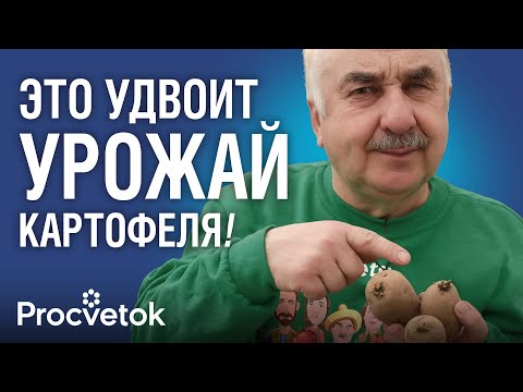 Видео: УРОЖАЙ КАРТОФЕЛЯ В ДВА РАЗА БОЛЬШЕ, если сделать это с клубнями перед посадкой!
