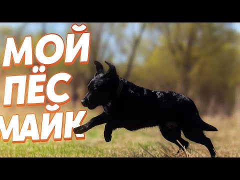 Видео: МАЙК И Я // ЛАБРАДОР РЕТРИВЕР // СКОЛЬКО ВРЕМЕНИ И ДЕНЕГ НУЖНО НА СОБАКУ