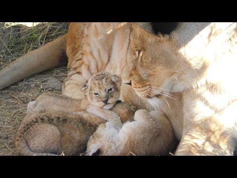 Видео: Видео РЕЛАКС - МАМЫ разные важны. Тайган.