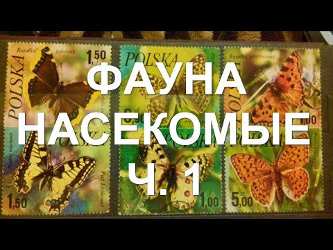 Видео: Фауна. Насекомые ч. 1