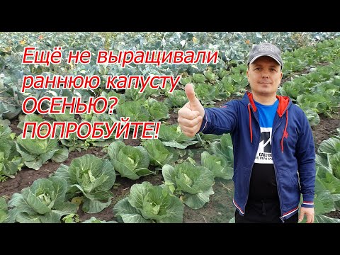 Видео: Осеннее выращивание ранней капусты- урожай за 45 дней! Лёгкий заработок.