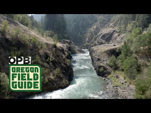 Видео: Река Уайт-Салмон после плотины Кондит | Орегонский полевой путеводитель
