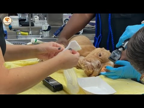 Видео: «Не покидай меня!» — закричала питбуля, когда почувствовала мои объятия.