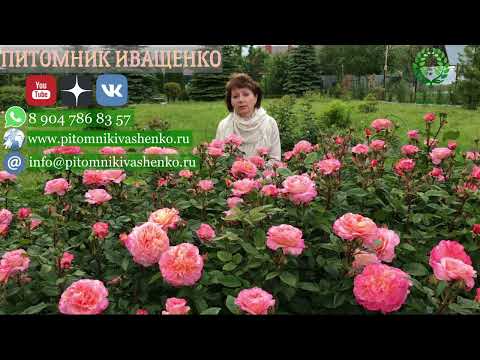 Видео: Правильное хранение роз до посадки и в какое время их посадить. Питомник 🌹 и 🌲 Е. Иващенко