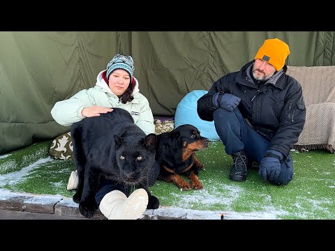 Видео: Пантеру Луну обнимает посторонний человек 🙈 Как прошла встреча с Машей 😁