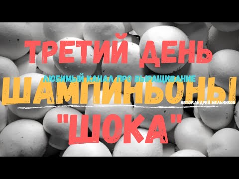 Видео: Третий день "Шока"