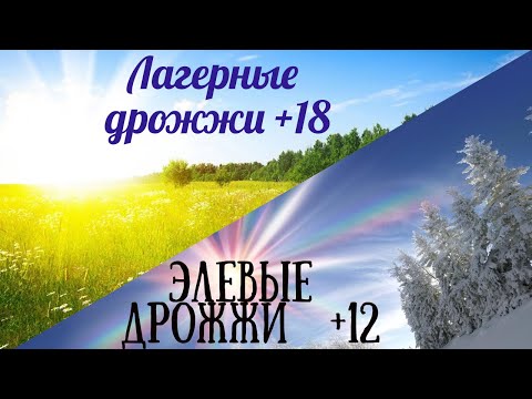 Видео: Сбраживаю лагерными дрожжами +18! А элевыми +12!Сравнение ,дегустация,эксперимент!