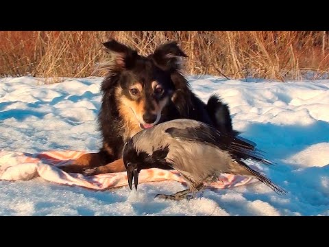 Видео: Ворона Капля и собака Марта встречают закат
