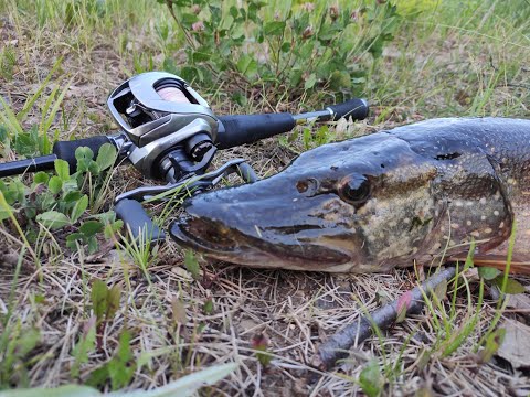 Видео: ЭТА РЫБА СДЕЛАЛА  РЫБАЛКУ!ВОТ ТАК ОТКРЫТИЕ.