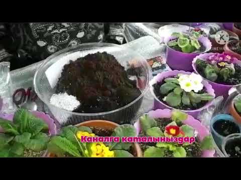 Видео: Примула гулдорун кантип остуробуз|ПРИМУЛА СЕКРЕТЫ УСПЕШНОГО ВЫРАЩИВАНИЯ| #примула #Чаувай #Сыдыкова