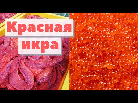 Видео: Икра красная | Как это сделано | Red caviar
