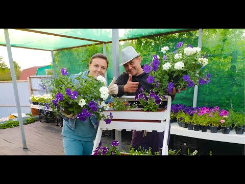 Видео: Садим цветочные композиции.