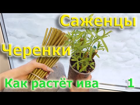 Видео: Черенки и саженцы. Как растет ива (1 выпуск)