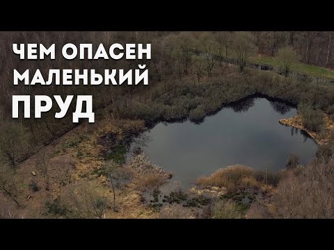 Видео: Лептоспироз. Как стоячие водоёмы становятся источником инфекции?