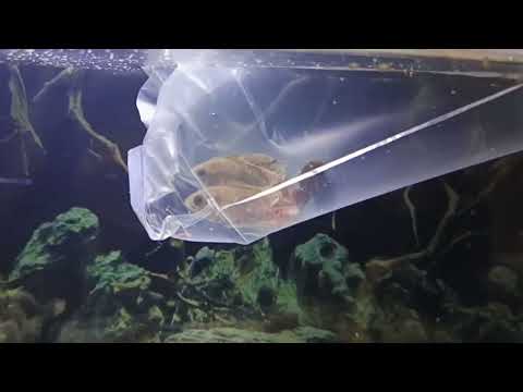 Видео: Добавил обитателей Астронотусы 