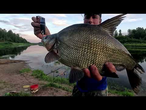 Видео: Ловля леща в августе на реке. Западная Двина.Daugava.На Рыбалку, для души!!!
