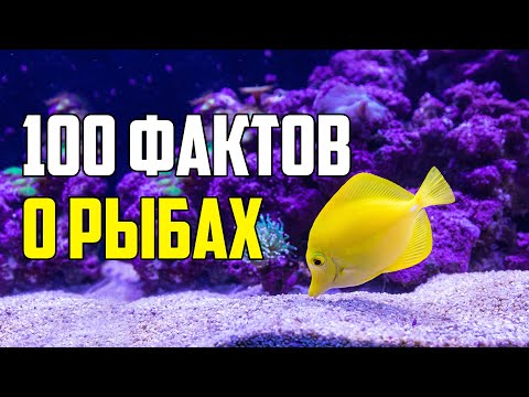 Видео: 100 ИНТЕРЕСНЫХ ФАКТОВ О РЫБАХ