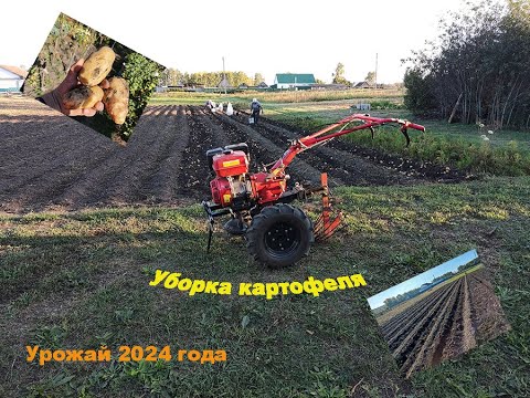 Видео: Уборка картофеля | Урожай 2024 г