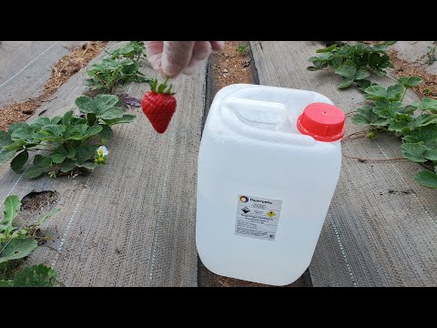 Видео: ПЕРЕКИСЬ для МОЩНОГО УРОЖАЯ клубники: Дышалка для корней: как перекись спасает клубнику от гибели.