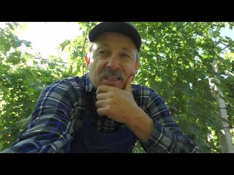 Видео: Виноград  Джокер, Журавчик червоний,  Перцевий червоний, в кого я купую саджанці.