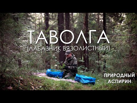 Видео: Растение Таволга | Как сделать русский травяной чай