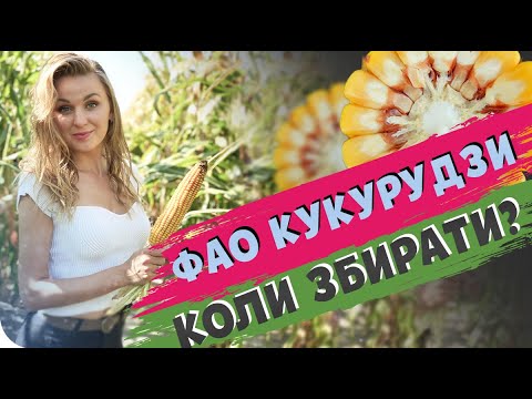 Видео: ЯК ФАО КУКУРУДЗИ ВПЛИВАЄ НА ВИСИХАННЯ? #ОсновиЗемлеробства