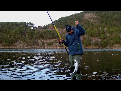 Видео: КАК?ДВЕ РЫБЫ НА ОДИН КРЮЧОК!! рыбалка в Норвегии с берега на донку и спиннинг!!! треска, люр. Донка.