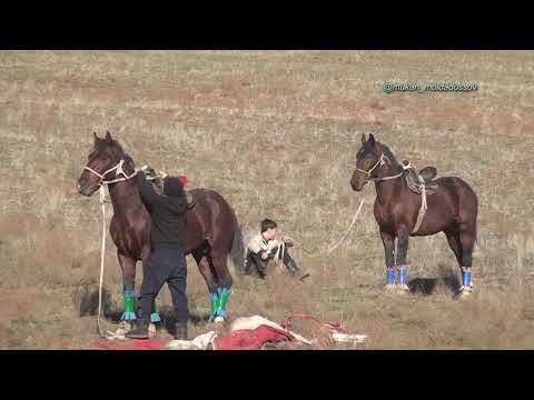 Видео: Қазығұрт ауданы Құрбановтар әулеті әкеміз Сәбитпен анамыз Азизаның 63 жас той көкпары 21 12 2023