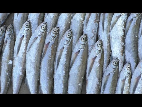 Видео: ЖОР Чехони на Десне.  Поклёвки на падении.  Рыбалка в Пуховке