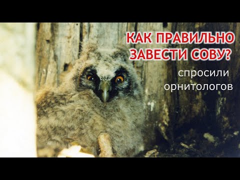 Видео: Как завести сову у себя в лесу? Разновидности гнездовий для сов.