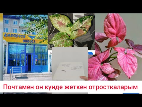 Видео: Почтамен гүлдердің отросткаларын алдырдым он күн жолда жүріп жетті сотовый Сингониумдар