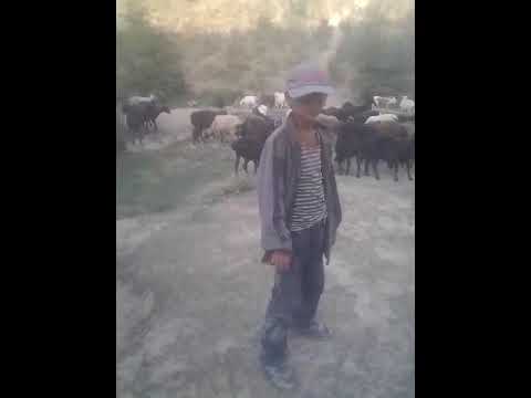 Видео: Чупонхои