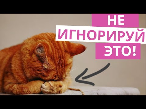 Видео: Ваша кошка больна? Опасные признаки болезни