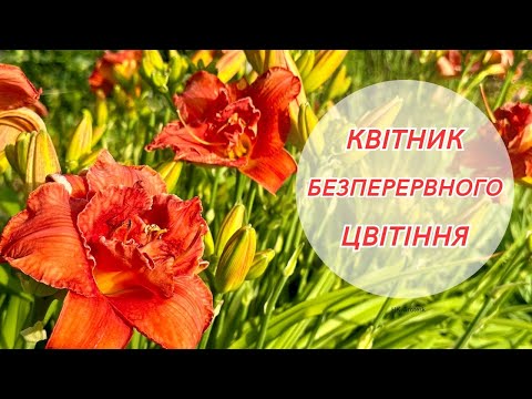 Видео: Що росте та квітне в моїх квітниках. Мій досвід створення постійно квітучих клумб.